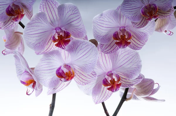 Purple orchid flowers — Stock Photo, Image