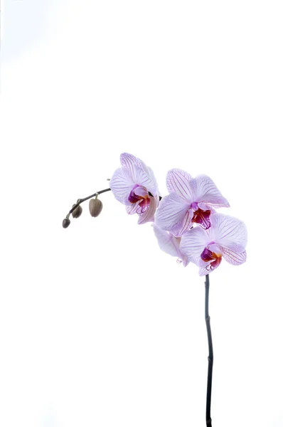 Één orchid stam — Stok fotoğraf