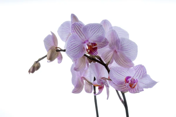 Due gambi del orchid primo piano — Foto Stock