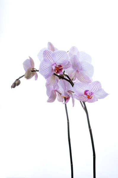Due steli di orchidea colpo verticale — Foto Stock