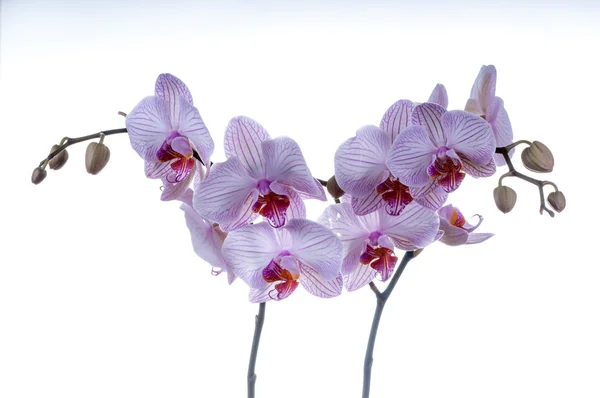 Dwie łodygi orchidei z miejsca — Zdjęcie stockowe