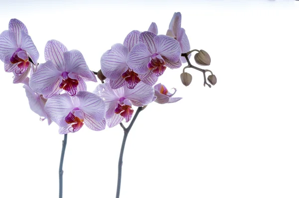 Zwei Orchideenstämme mit Platz auf der rechten Seite — Stockfoto