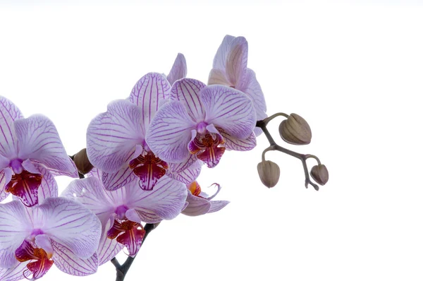 Bunch of orchids — Stock Photo, Image