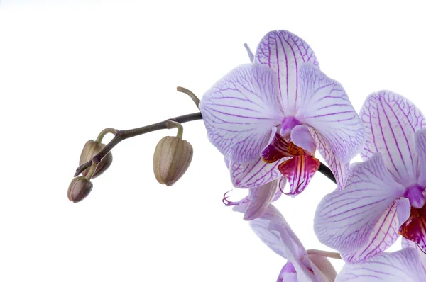 Fiori del Orchid primo piano lato destro — Foto Stock