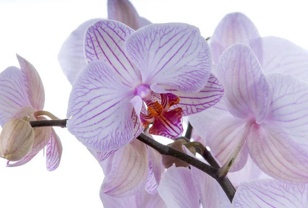 Orchidea kwiat — Zdjęcie stockowe