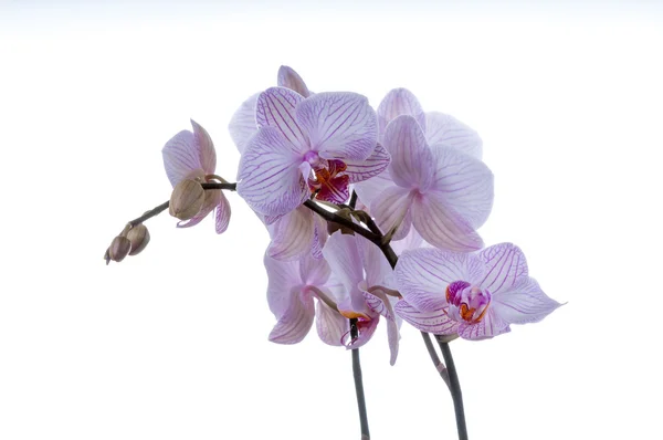 Fiori del Orchid — Foto Stock