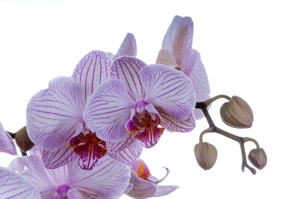 Orkide yakın çekimler — Stok fotoğraf