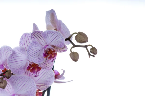 Orchid closeup left hand side — Stock Photo, Image