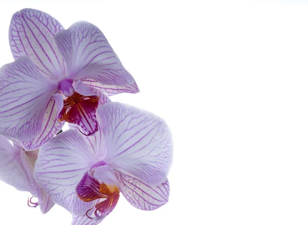 Petali di orchidea — Foto Stock