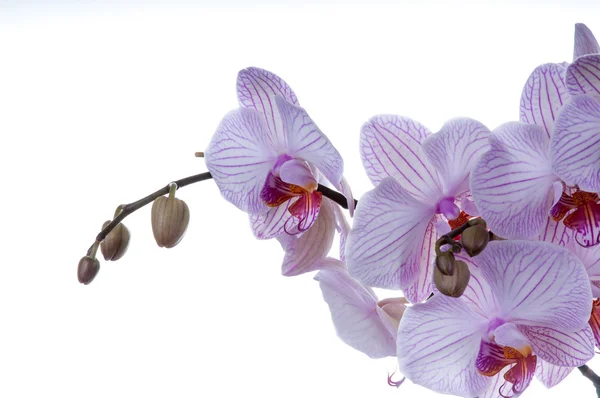 Orchid closeup right hand side — Stock Photo, Image