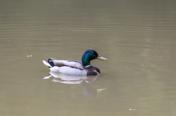 Pato em uma água suja — Fotografia de Stock