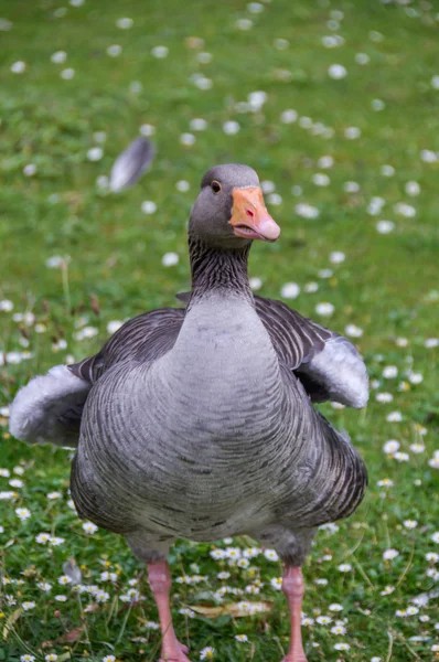Pato en un primer plano hierba — Foto de Stock