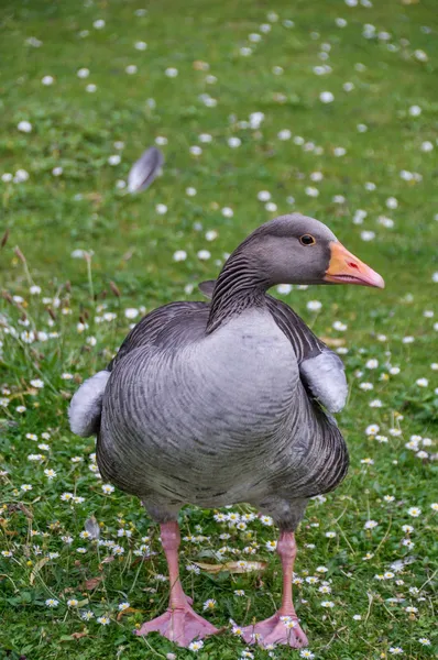 Duck on a grass — Stock Photo, Image