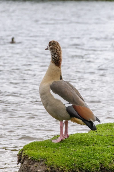 Egyption goose looking at lake — Stock Photo, Image