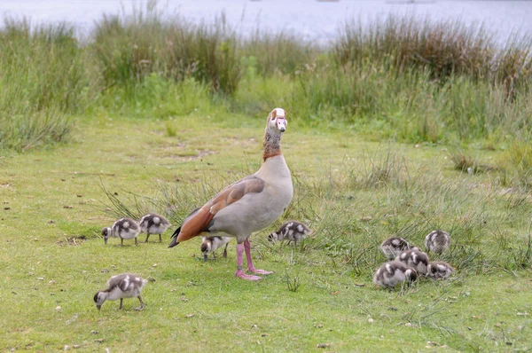 Egyption goose with babies standing — Stock Photo, Image