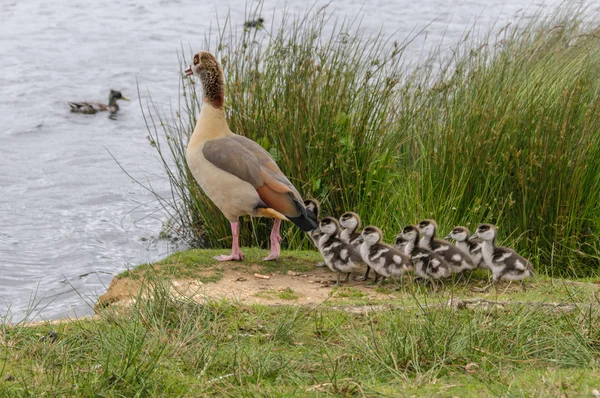 Ganso egipcio con bebés de pie en la orilla —  Fotos de Stock