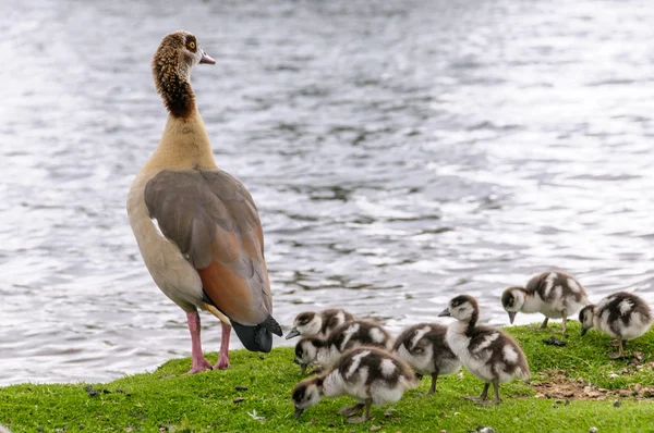 Ganso egipcio con bebés de pie en la orilla — Foto de Stock