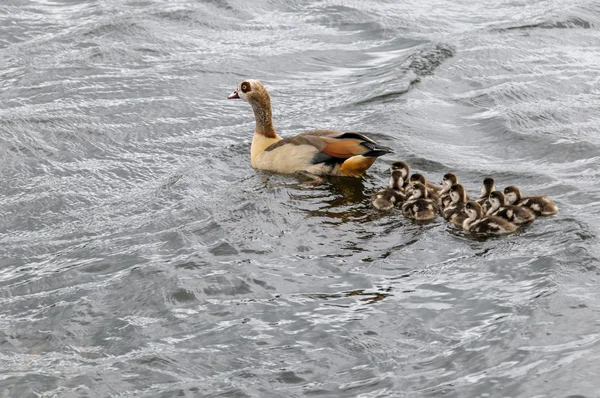 Египетский гусь с младенцами, купающимися в озере — стоковое фото