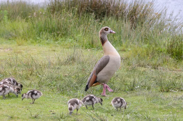 Egyption goose with babies — Stock Photo, Image