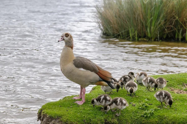 Ägyptische Gans mit Babys — Stockfoto