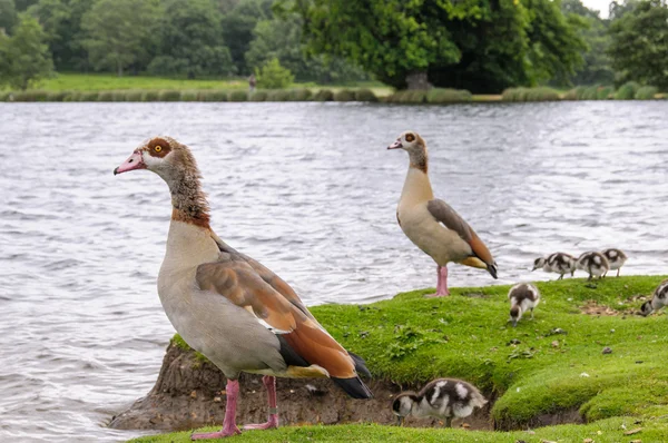 Egyption goose with babies — Stock Photo, Image