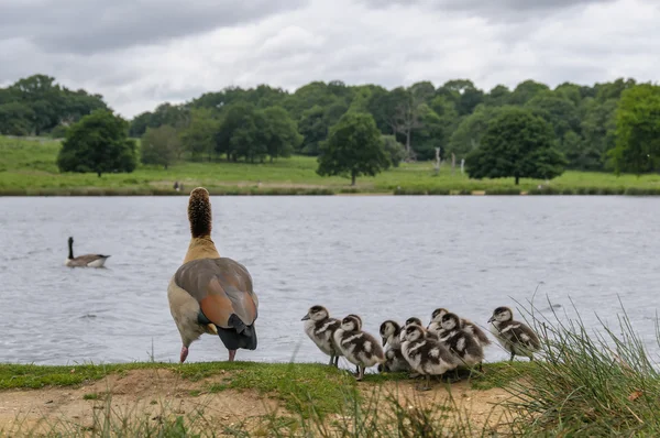 Gansos com bebês olhando para o lago — Fotografia de Stock
