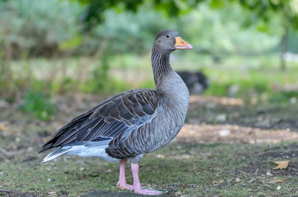 Gås i en park — Stockfoto