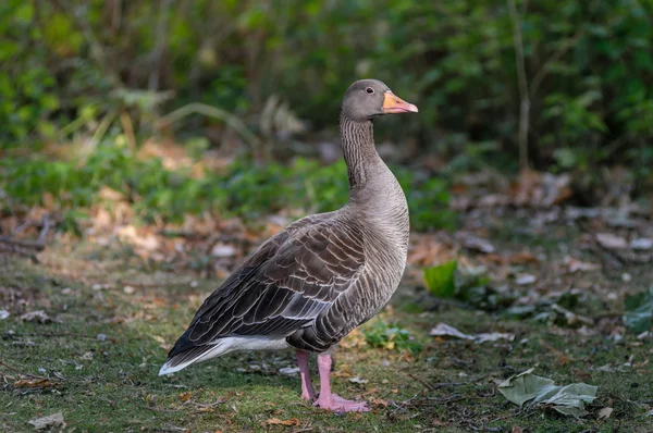 Goose in a park — Stock Photo, Image