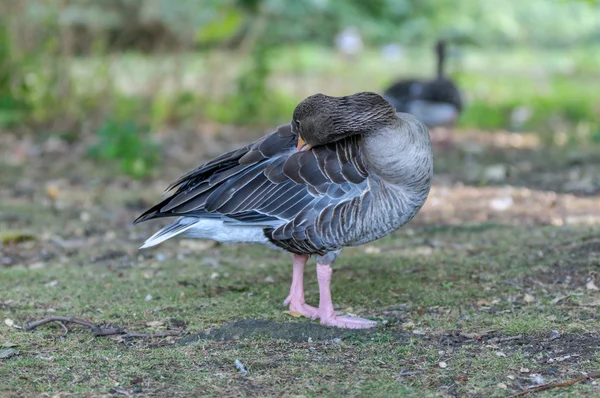 Goose in a park — Stock Photo, Image