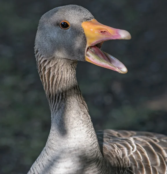 Gås med öppen mun — Stockfoto