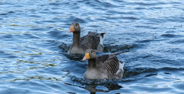 Dois gansos em uma água — Fotografia de Stock