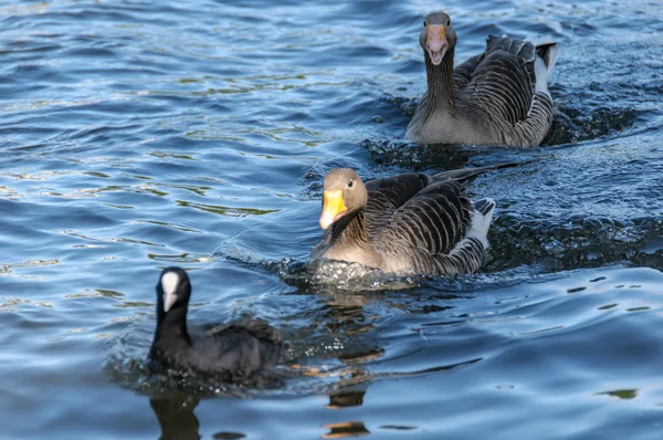 Two gooses in a water with a bird — Stock Photo, Image