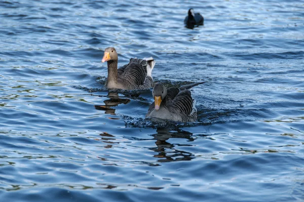 Dois gansos em uma água — Fotografia de Stock