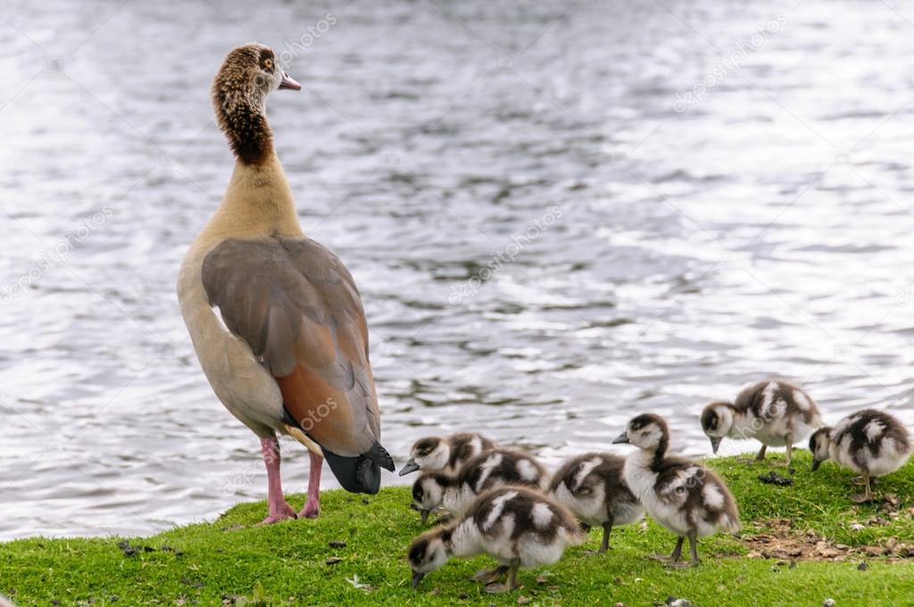 Egyption goose with babies standing on shore