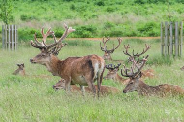 geyiğin ayakta ve bir parkta otururken grup