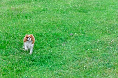 parkta oynayan köpek