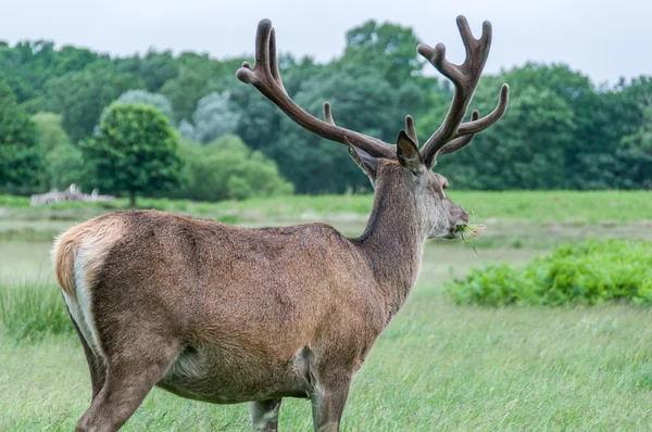 Deer standing in a park and looking — Stock Photo, Image