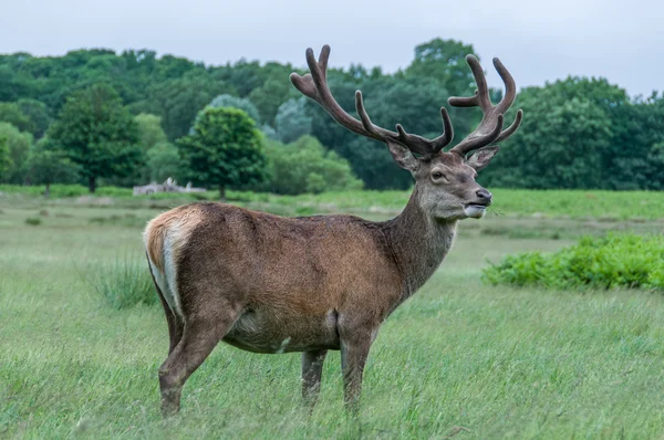 Deer standing in a park and looking — Stock Photo, Image