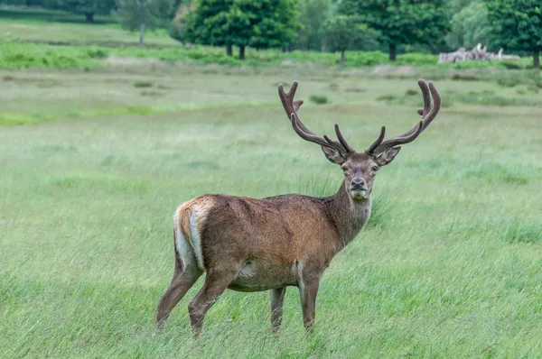 Deer standing in a park and looking — Stock Photo, Image