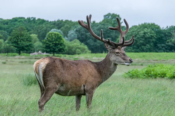 Deer standing in a park and looking — Stock Photo, Image