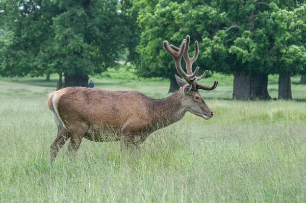 Deer standing in a park and looking — Stock Photo, Image