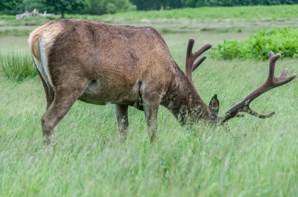 Ciervos en el parque comiendo hierba — Foto de Stock
