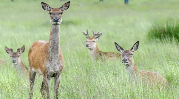 Deer's standing in grass and looking — Stock Photo, Image