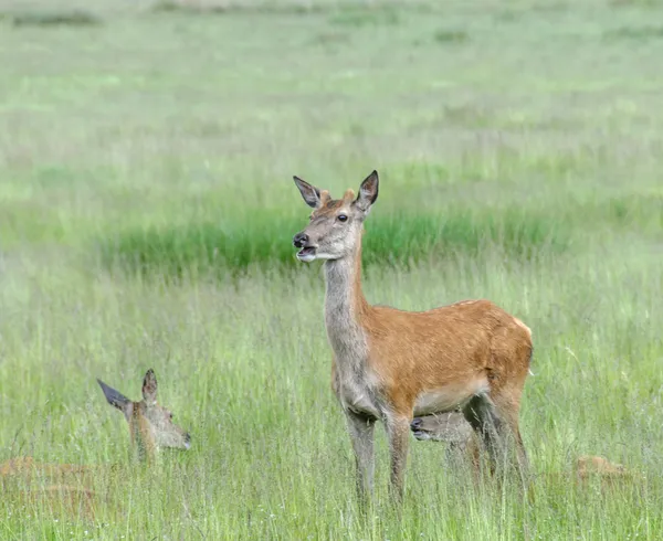 Cervo in piedi in erba con la bocca aperta — Foto Stock