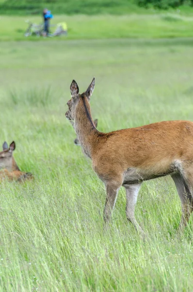 Rådjur stående i gräset och tittar — Stockfoto