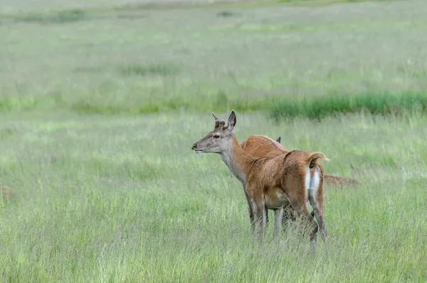 Deer's standing in grass and looking away — Stock Photo, Image