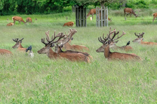 Grupp av rådjur stående och sittande i en park med kråkor — Stockfoto