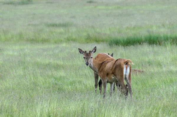 Cerf debout dans l'herbe et regardant — Photo