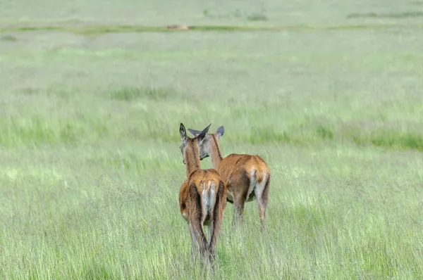 Due cervi sono in piedi sull'erba e distolgono lo sguardo — Foto Stock