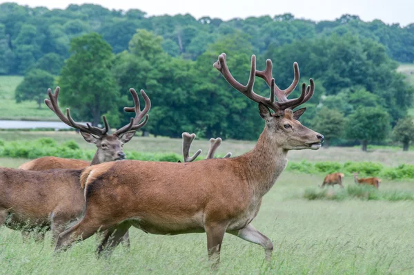 Deer's running in a park — Stock Photo, Image